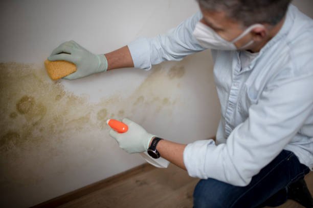 Best Attic Mold Removal  in Opelousas, LA